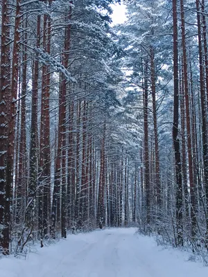 Фото Соснового леса зимой: Очарование природы в формате JPG