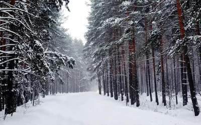 Фотка Соснового леса: Зимний волшебный лес в WebP