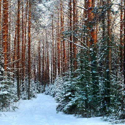 Фото зимнего леса: Природа в замороженных моментах