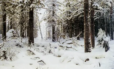 Сосны под снегом: Изображение Соснового леса в PNG формате