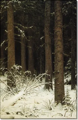 Зимний лес в объективе: Красота природы в JPG качестве