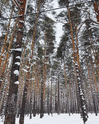 Фотография Соснового леса зимой: Великолепие в WebP