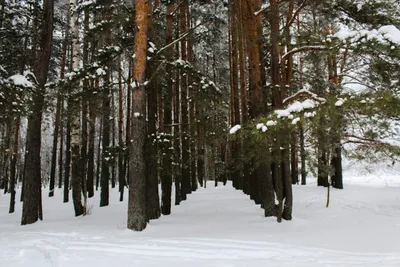 Зимний лес: Картинка Соснового великолепия