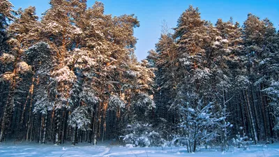 Изображение Соснового леса: Фотография зимы в JPG формате