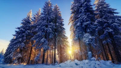Зимний лес в объективе камеры: Выберите размер и формат