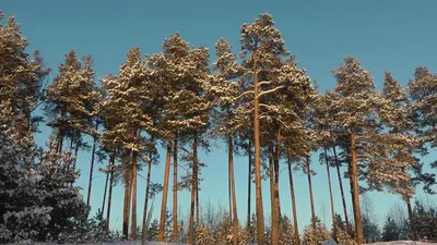 Сосновый лес зимой: WebP изображение в атмосфере зимы