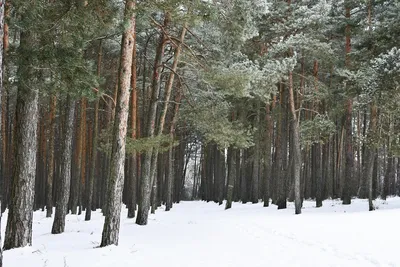 Сосны под снегом: Фотография зимнего леса в WebP формате