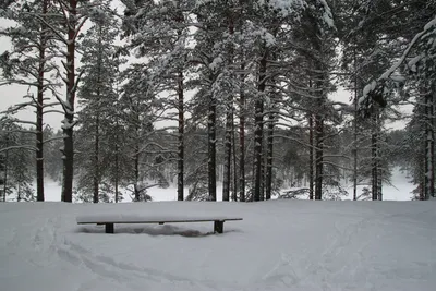 Зимний лес в объективе: Красота природы в различных размерах