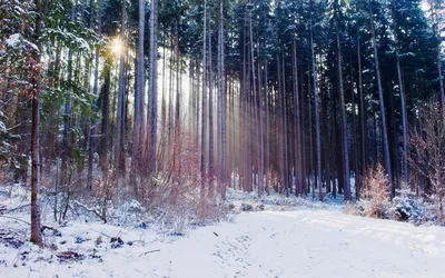 Сосны в снежном одеяле: Фото природы в формате JPG