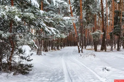 Зимний лес: Выбор размера и формата для красочных воспоминаний