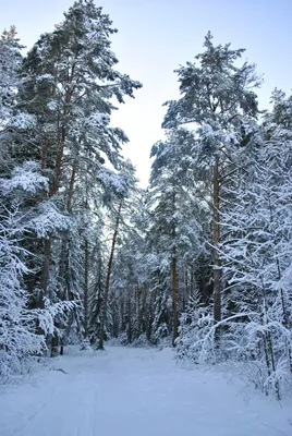 Фотка Соснового леса зимой: Отражение спокойствия в WebP формате