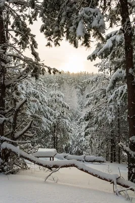 Сосны под снежным покрывалом: Изысканный зимний пейзаж