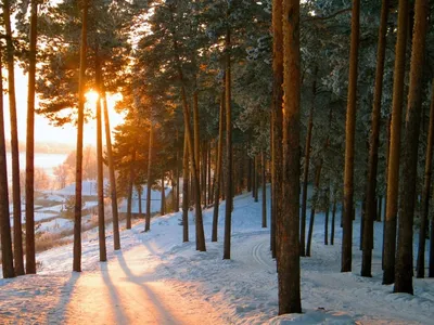 Фотография зимнего леса: Леденящая атмосфера красоты