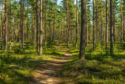 Сосновый лес  фото