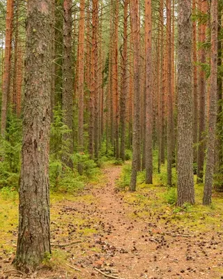 Восхищайтесь прекрасной природой с фото соснового леса