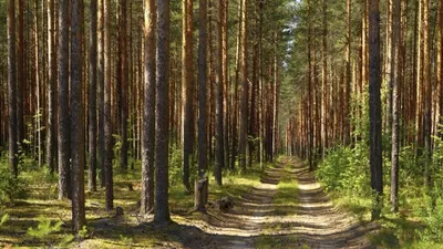 Фотографии соснового леса, которые заставят вас мечтать