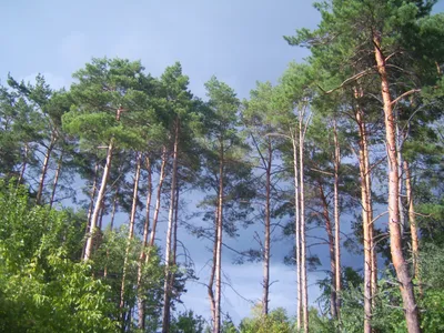 Красивые обои соснового леса на вашем экране