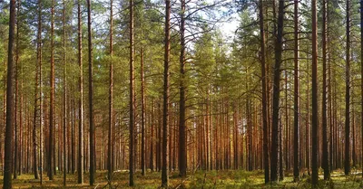 Фотографии, которые погружают в атмосферу соснового леса