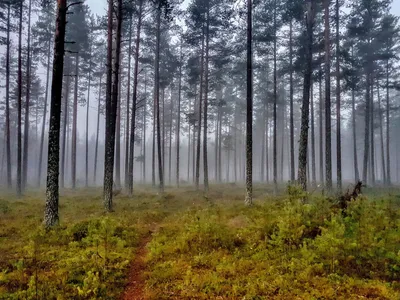 Удивительные фотографии соснового леса в HD качестве