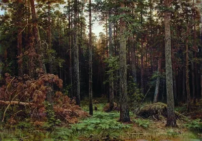 Прикоснитесь к природе через фотографии соснового леса