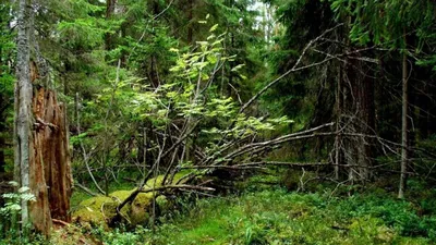 Фотографии соснового леса, которые наполнят вас энергией