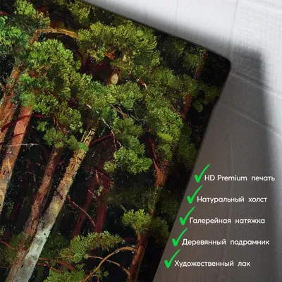 Фотографии соснового леса, чтобы погрузиться в гармонию природы