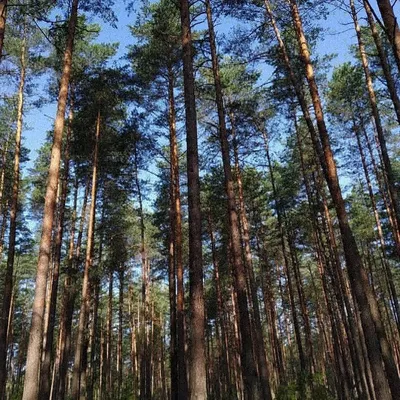 Фото соснового леса в HD качестве