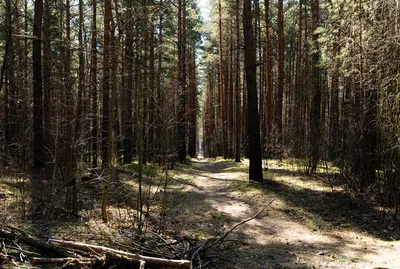 Скачать фото соснового леса бесплатно в хорошем качестве