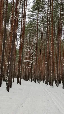 Фото в HD качестве: Сосны в лесу, скачать бесплатно