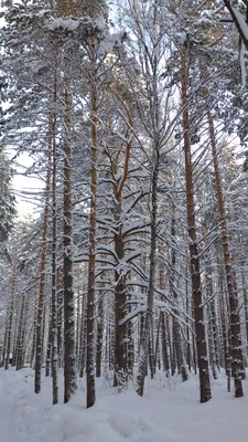 Красивые сосны в лесу: новые изображения