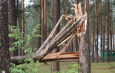 Симфония природы: фото сосен, передающие гармонию и покой.