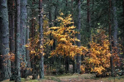 Фото сосен в лесной чаще обрамленной мхом