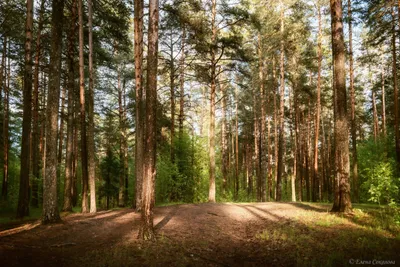 Фотография соснового леса в хорошем качестве