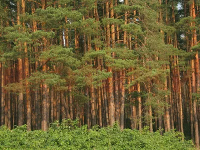 Чудесные фоны сосен в лесу: JPG и PNG для загрузки