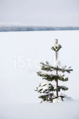 Заснеженные деревья: Зимние моменты на фото