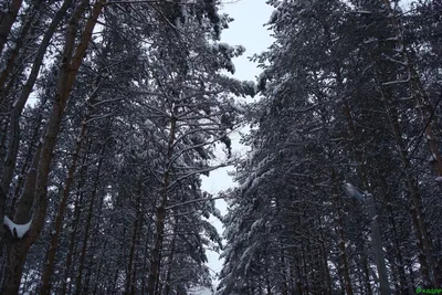 Фото сосен в снегу