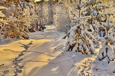 4K фото с заснеженными соснами