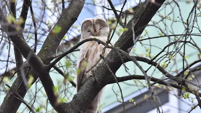 HD фото Совы на дереве - скачайте бесплатно