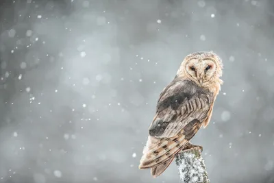 Ледяные глаза: Картинки сов зимой в различных размерах