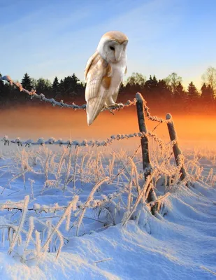Зимний вечер с совами: Изображения для выбора – фото, картинка, изображение