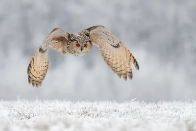 Зимнее вдохновение: Красивые изображения сов для скачивания