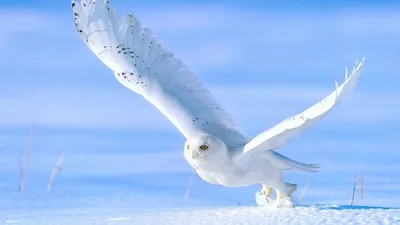 Фотографии зимних сов: Формат и размер на ваш выбор