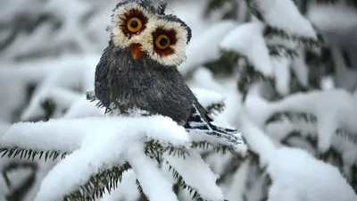 Фотографии снежных сов: Размер на ваш вкус, формат на выбор