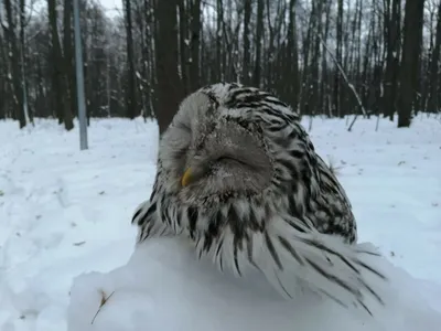 Встреча с лесными стражами: фотографии сов