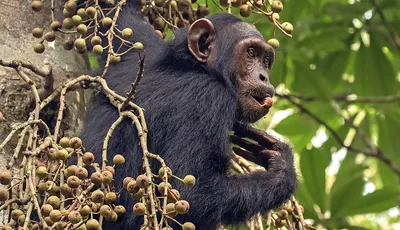 Фотообои с обезьянами: Подборка впечатляющих изображений