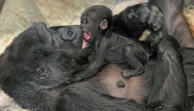 Спаривание обезьян и людей: Интересные моменты на фото в формате JPG