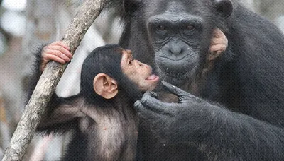 Фотоальбом: Лучшие снимки спаривания обезьян и людей