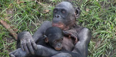 Фотографии спаривания обезьян с людьми: Бесплатно в HD качестве