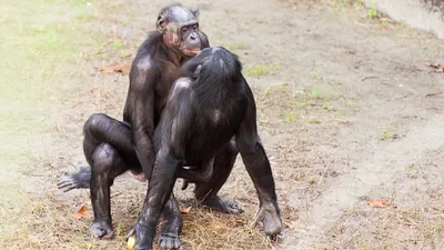 Загадочные встречи в мире обезьян: фотографии процесса спаривания