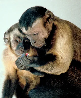 Тайны спаривания: фотографии уникальных союзов обезьян и человека